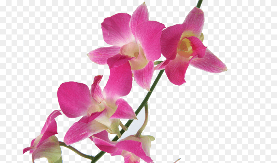 Cooktown Orchid Foto, Flower, Plant, Petal Free Png