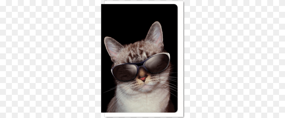 Cool Cat Cat39s Meow Chats With Cool Cats, Accessories, Glasses, Sunglasses, Animal Png