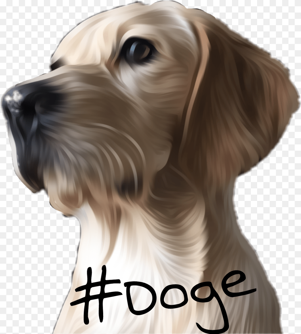 Cool Dog, Adult, Person, Woman, Female Free Png
