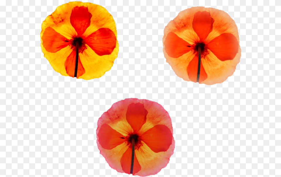 Cool Folwers For Your Projects Nature Various Pumpkin, Flower, Petal, Plant, Geranium Png