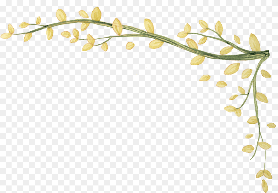 Cool Ivy Vine Transparent Vine Clipart Transparent Background, Plant, Flower, Food, Art Free Png
