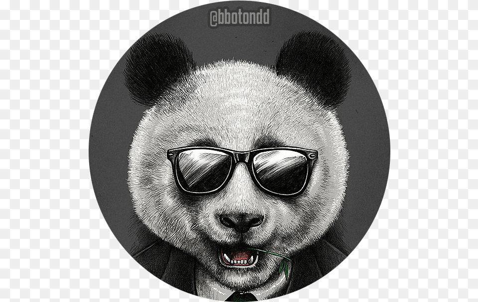 Cool Panda Profile, Photography, Accessories, Animal, Bear Free Png