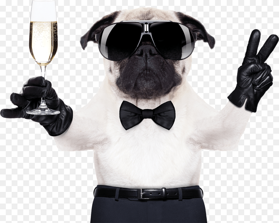 Cool Pug, Accessories, Sunglasses, Glove, Glass Png Image