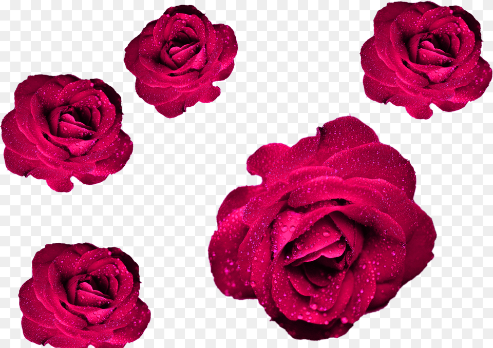 Cool Rose, Pc, Computer, Laptop, Electronics Free Png