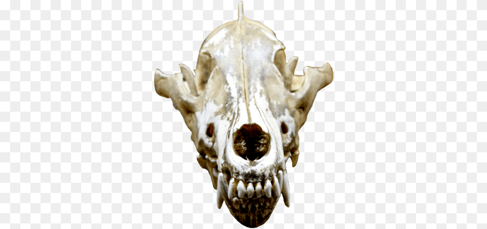 Cool Skull Clip Art And Funny Animal Skull Free Png