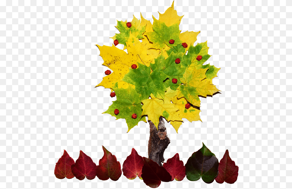 Cool Tree Cliparts 12 Buy Clip Art Collage De Un Arbol, Leaf, Maple, Plant, Maple Leaf Png