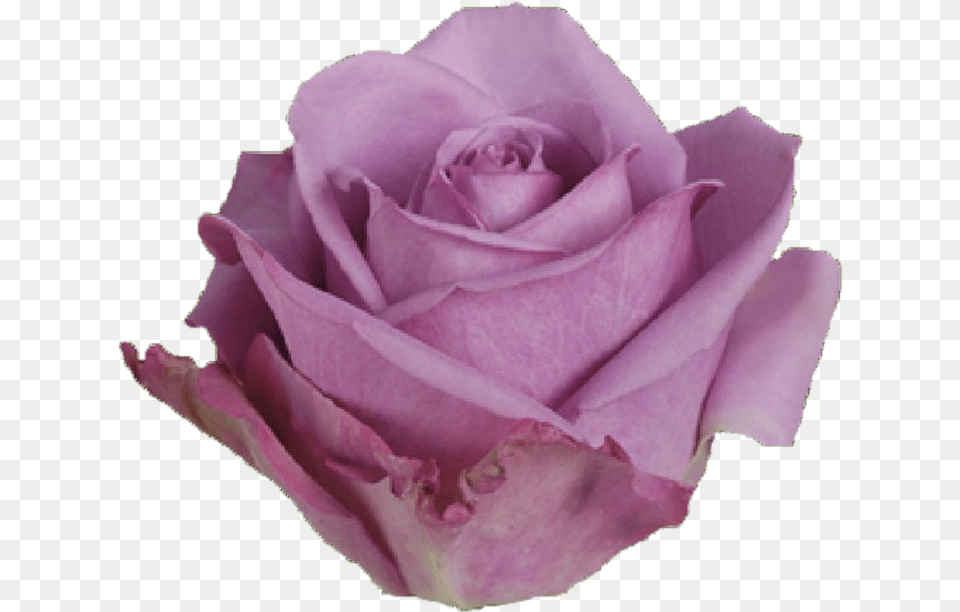Cool Water Rose, Flower, Plant, Petal Png Image