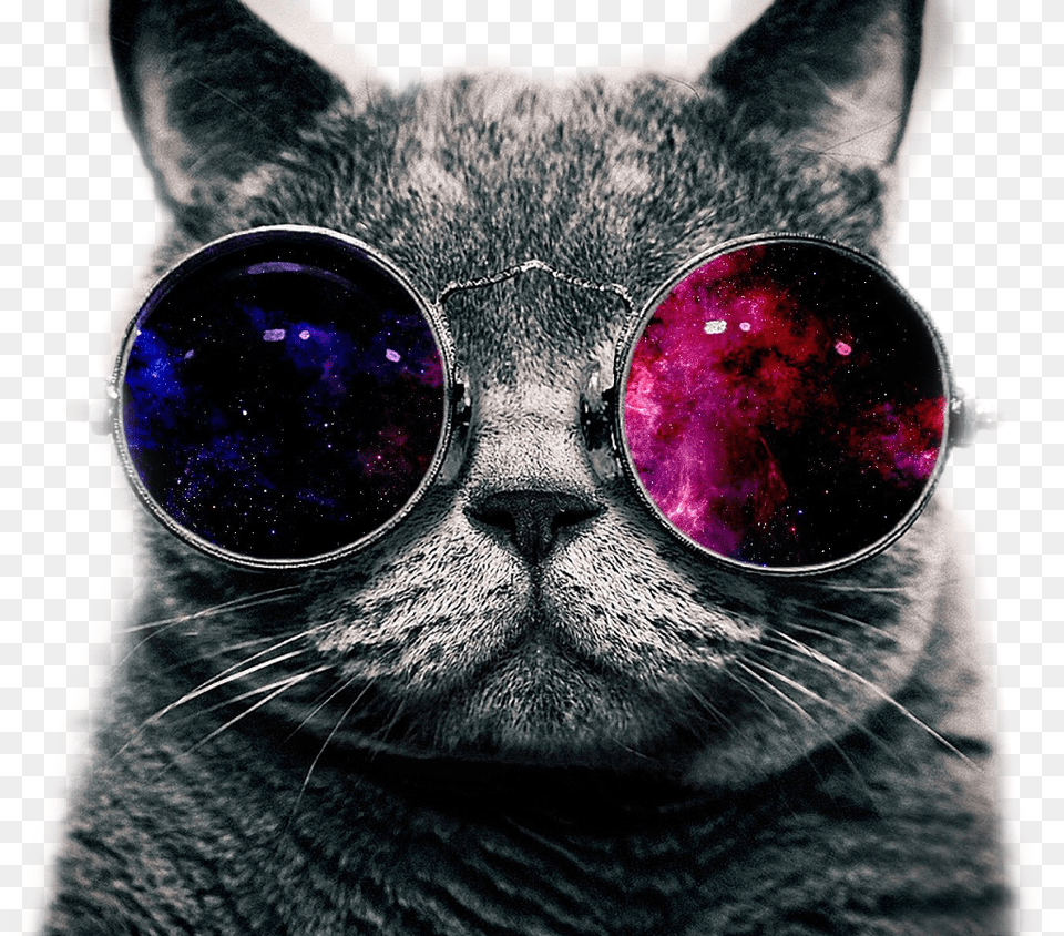 Coolcat Sticker Mlg Cat With Glasses, Accessories, Sunglasses, Goggles, Animal Free Png