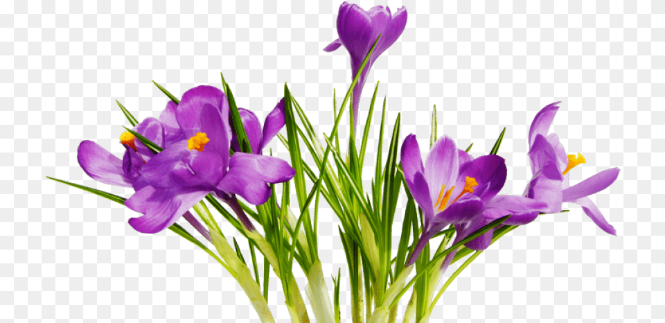 Coolest Transparent Flower Clipart Flowers And Ribbon Images With Transparent Background Flowers, Plant, Iris, Crocus, Purple Free Png