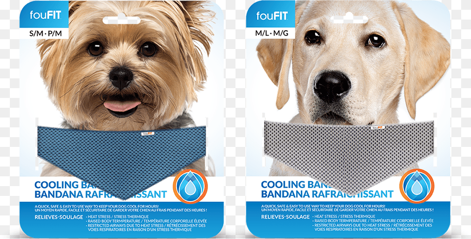 Cooling Bandanas Blue Small Size Dogs Foufit Extra Absorbent Cooling, Advertisement, Poster, Animal, Canine Free Transparent Png