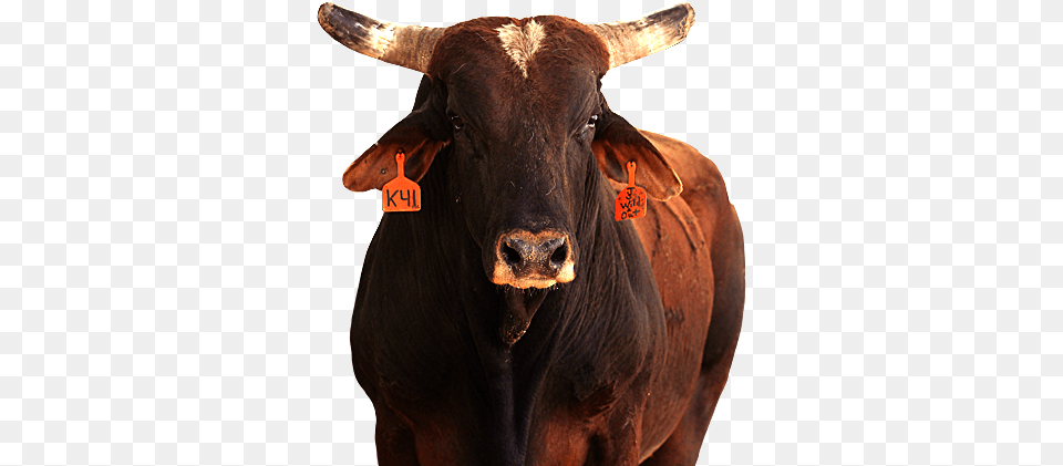 Cooper Tires Wild Amp Out Bucking Bulls Pro, Animal, Bull, Cattle, Cow Free Transparent Png