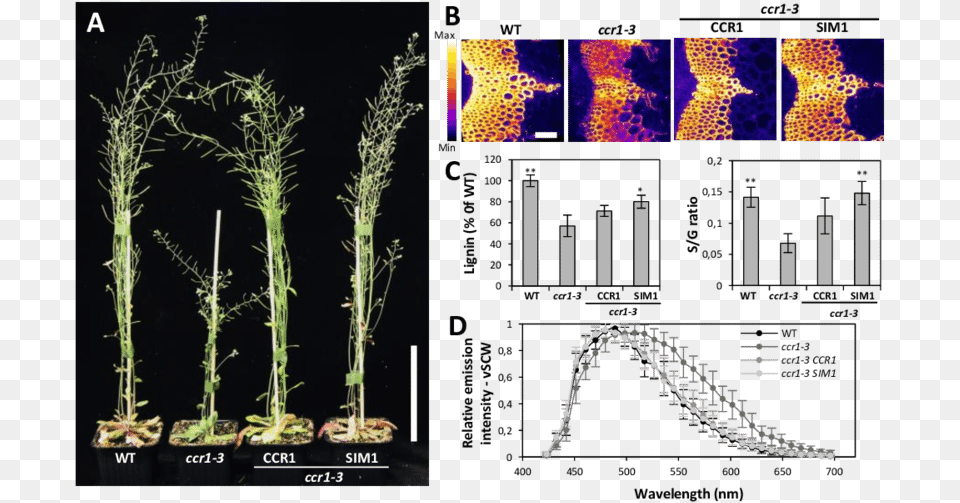 Cooperative Lignification In Arabidopsis Ccr1 Mutants, Plant, Moss, Aquatic, Water Free Png Download