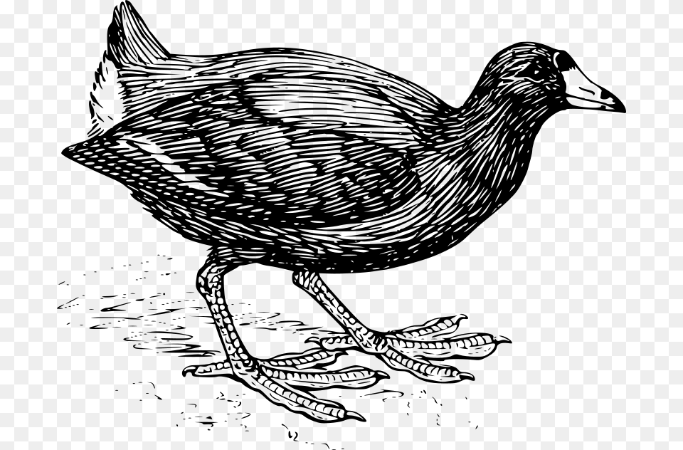 Coot, Gray Free Png