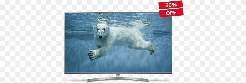 Copenhagen Zoo Polar Bear, Animal, Screen, Monitor, Mammal Free Png Download
