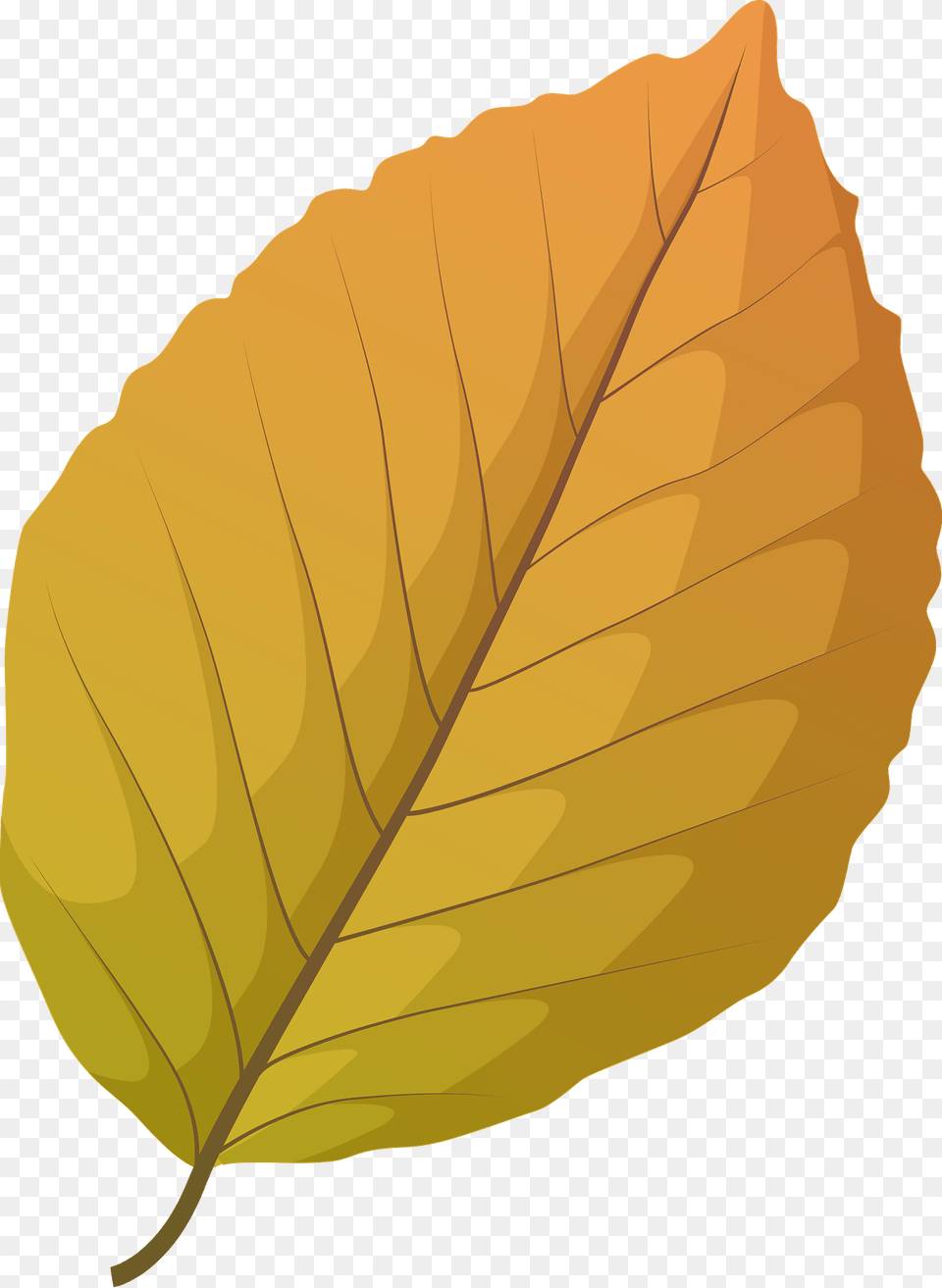 Copper Beech Autumn Leaf Clipart, Plant, Tree Free Png