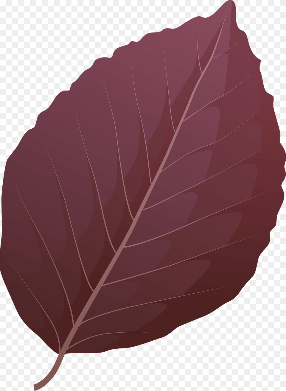 Copper Beech Spring Leaf Clipart, Plant, Animal, Fish, Sea Life Free Png