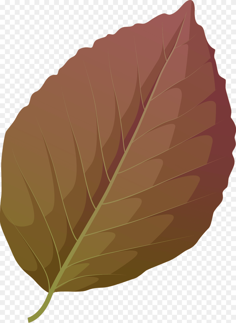 Copper Beech Summer Leaf Clipart, Plant, Tree, Animal, Fish Png