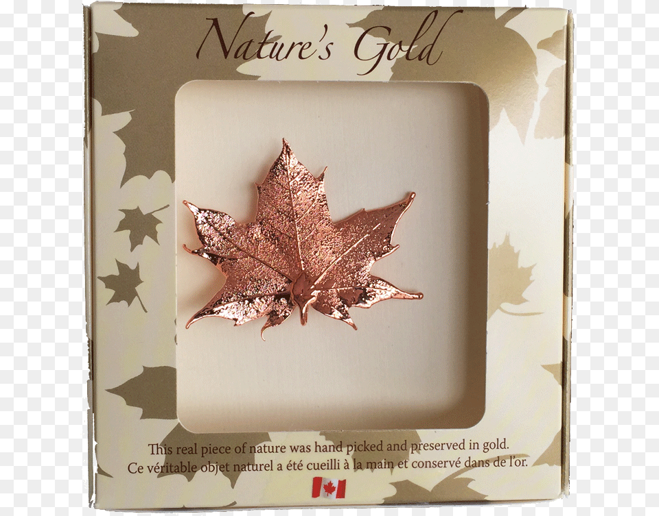 Copper Dipped Maple Leaf, Plant, Tree, Maple Leaf Png Image