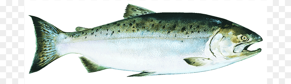 Copper River King Alaskan Chinook Salmon, Animal, Coho, Fish, Sea Life Free Transparent Png