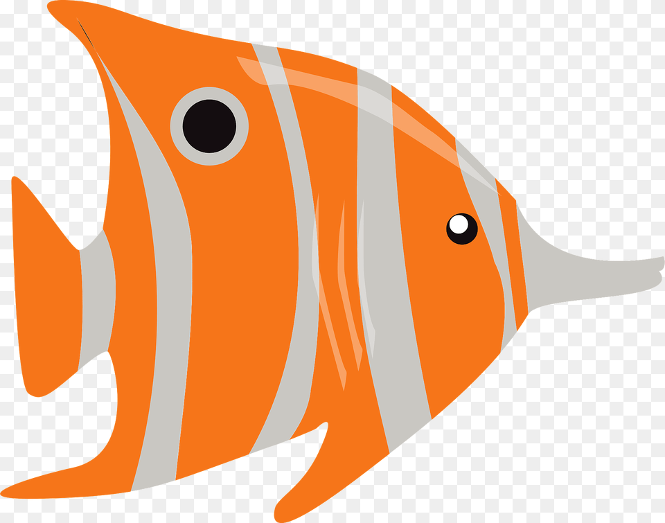 Copperband Butterflyfish Clipart, Animal, Fish, Sea Life, Angelfish Png