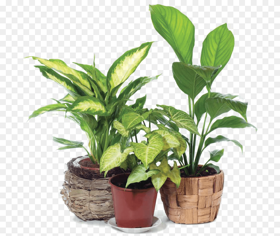 Copy, Leaf, Plant, Potted Plant, Herbs Png