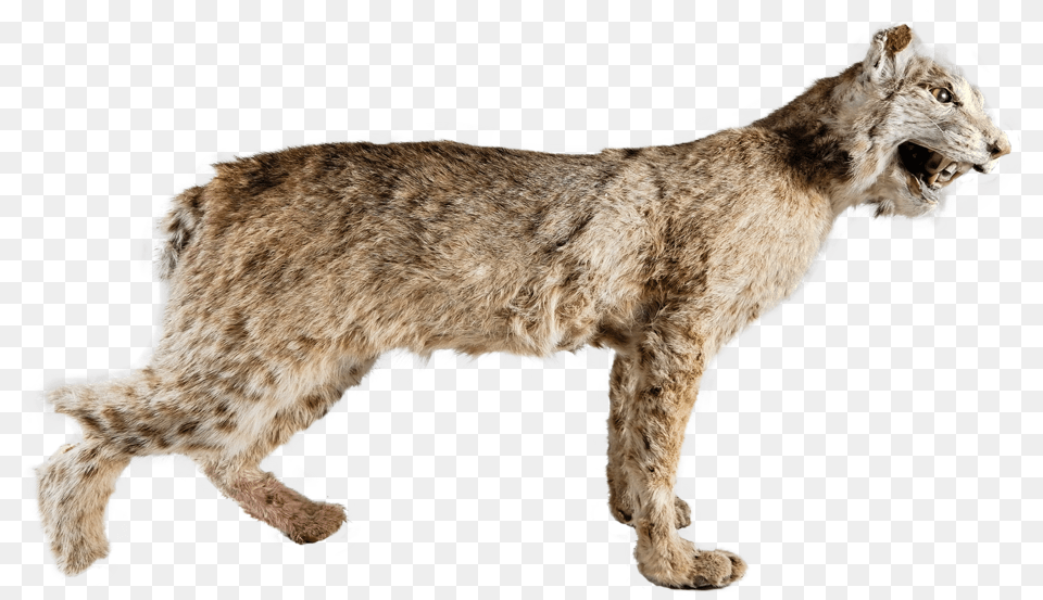 Copy Big Cat, Animal, Mammal, Cheetah, Wildlife Png