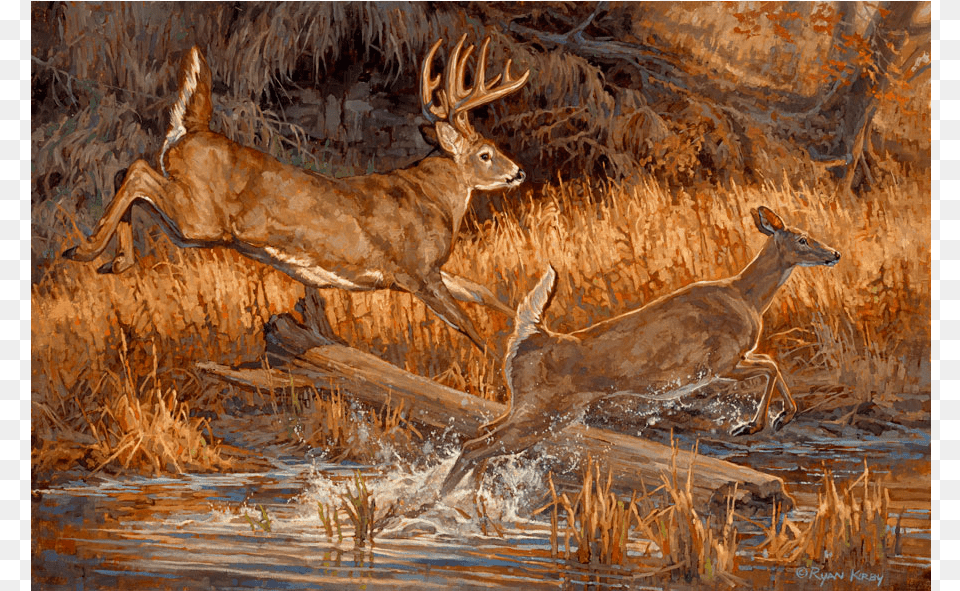 Copyright Ryan Kirby Whitetail Deer Oil Painting River White Tailed Deer Painting, Animal, Mammal, Wildlife, Antelope Png