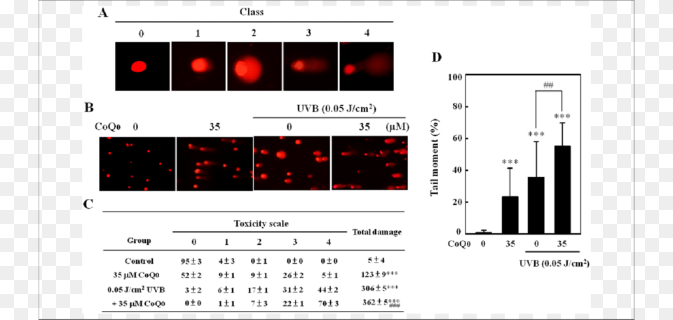 Coq 0 Increases Uvb Induced Dna Damage In Mcf 7 Cells Cell, Chart, Plot Png