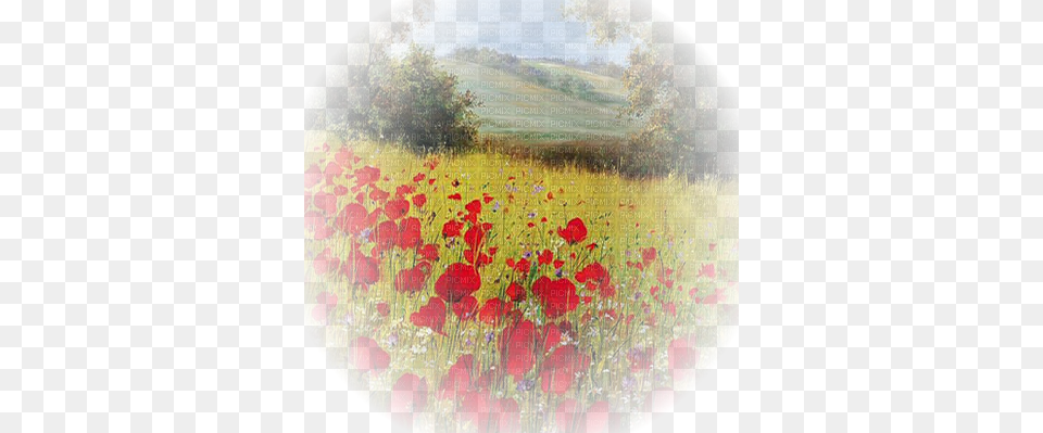 Coquelicot Paysage Poppy Flower Landscape Common Poppy, Nature, Art, Field, Grassland Free Png Download