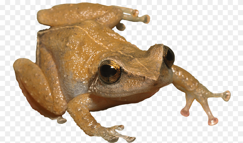 Coqui Frog Invasive Species Hawaii, Amphibian, Animal, Wildlife, Reptile Free Png