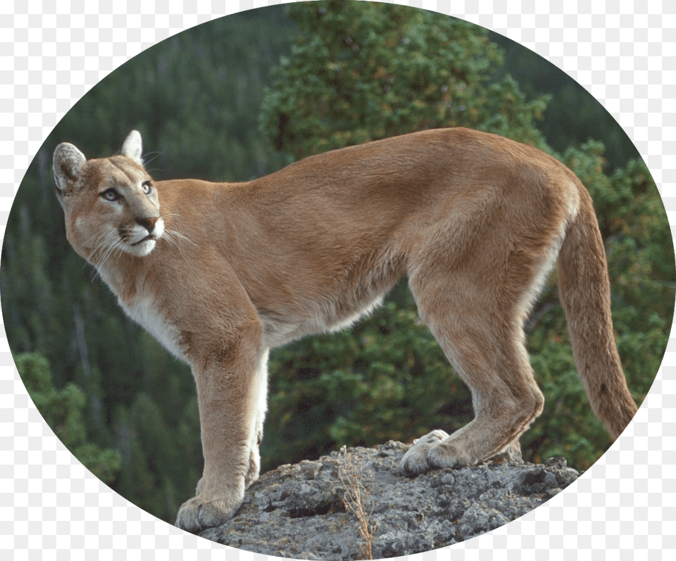 Coquitlam Wild Animal Mt Finlayson, Lion, Mammal, Wildlife, Cougar Free Png