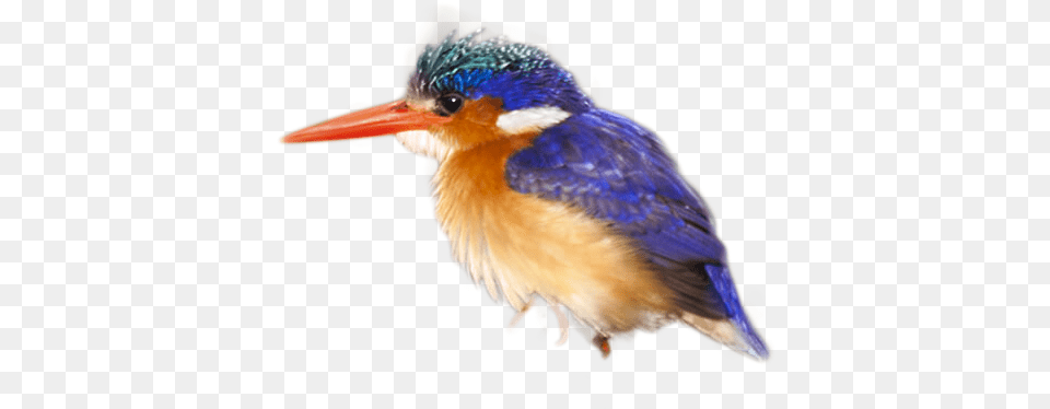Coraciiformes, Animal, Beak, Bird, Jay Png Image