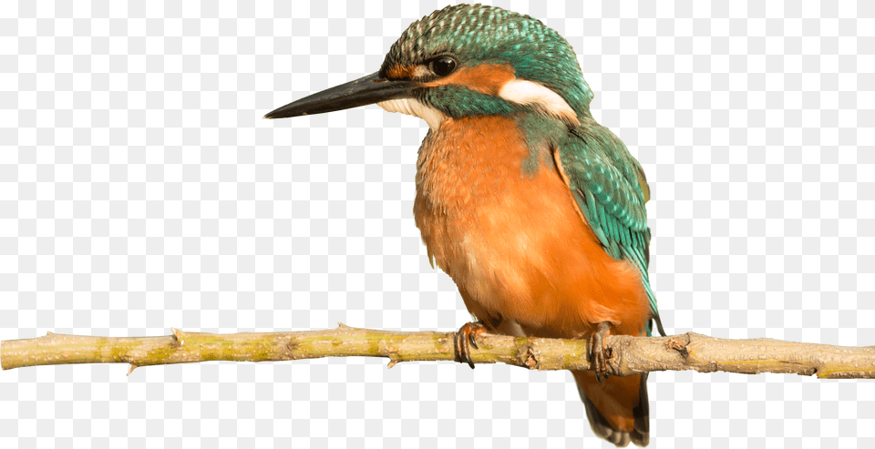 Coraciiformes, Animal, Beak, Bee Eater, Bird Png Image