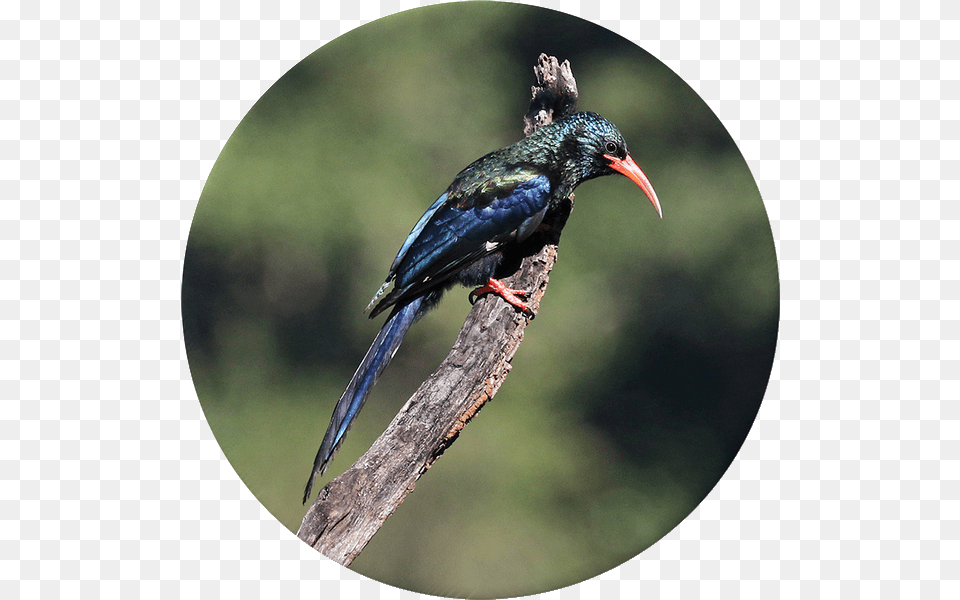 Coraciiformes, Animal, Beak, Bird, Blackbird Free Png Download