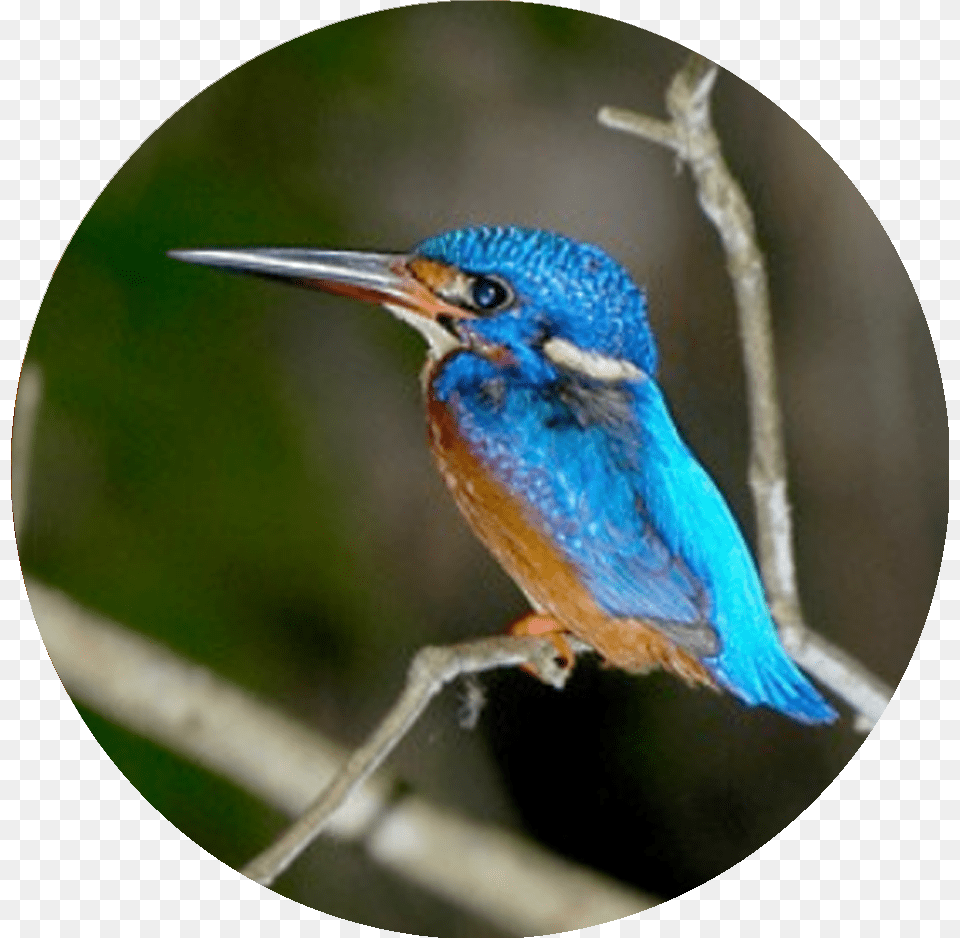 Coraciiformes, Animal, Beak, Bird, Bee Eater Free Png Download
