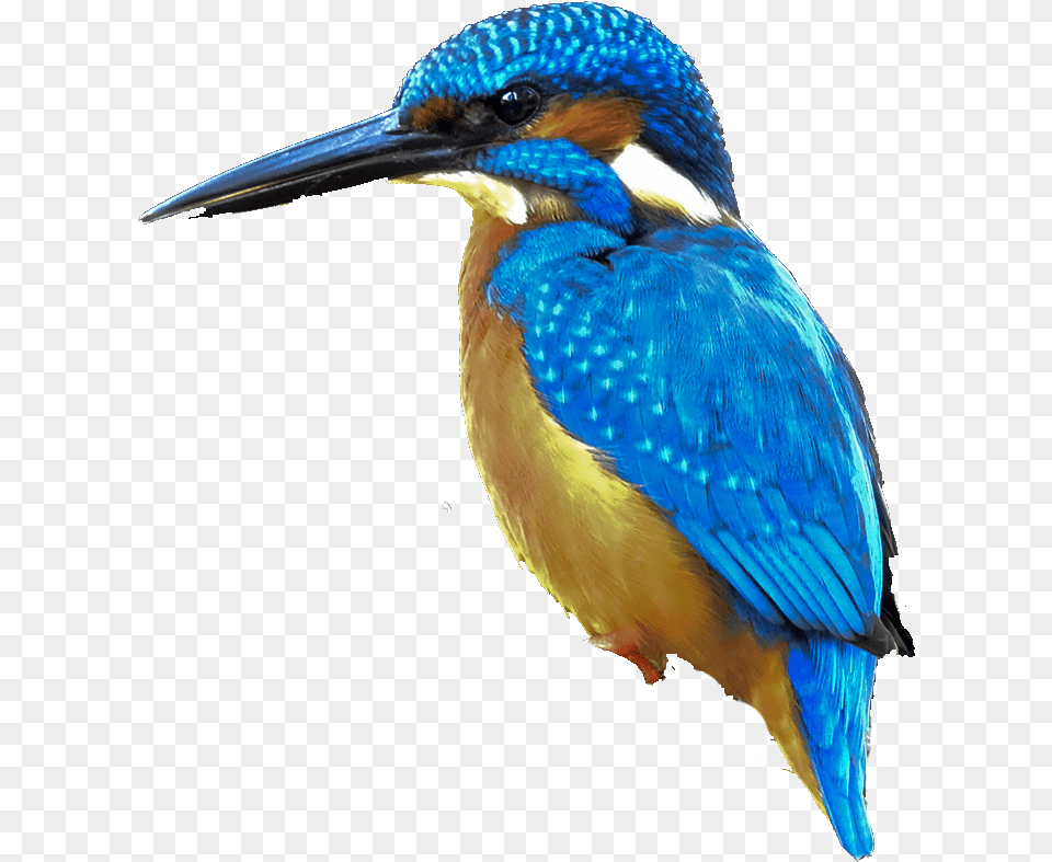 Coraciiformes, Animal, Beak, Bird, Jay Free Png Download