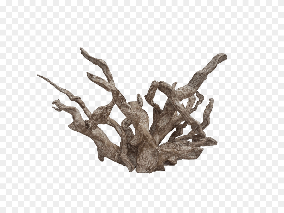 Coral, Driftwood, Wood Png Image