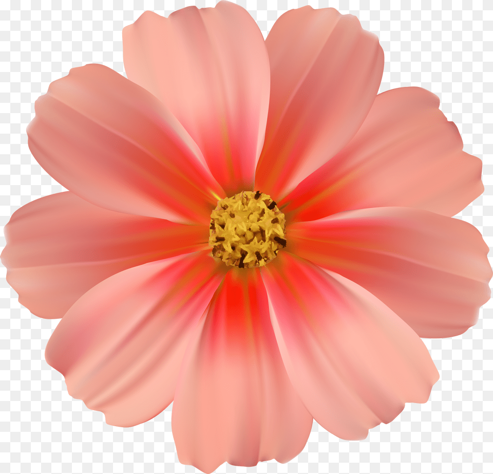 Coral Clipart Daisy Background Flower Hd Pink Flower Clipart Free Transparent Png