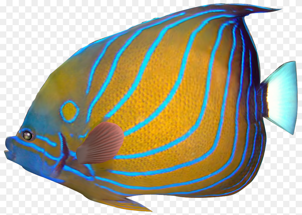 Coral Clipart Pet Fish, Angelfish, Animal, Sea Life Png Image