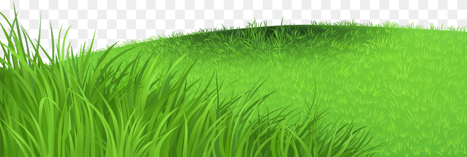 Coral Clipart Sea Grass Grass Clipart Free Png Download