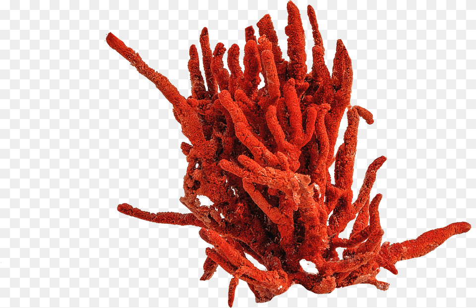 Coral Clipart Underwater Red Coral, Animal, Invertebrate, Sponge Animal, Sea Life Png Image