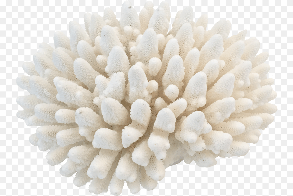 Coral Coral, Animal, Coral Reef, Nature, Outdoors Free Transparent Png