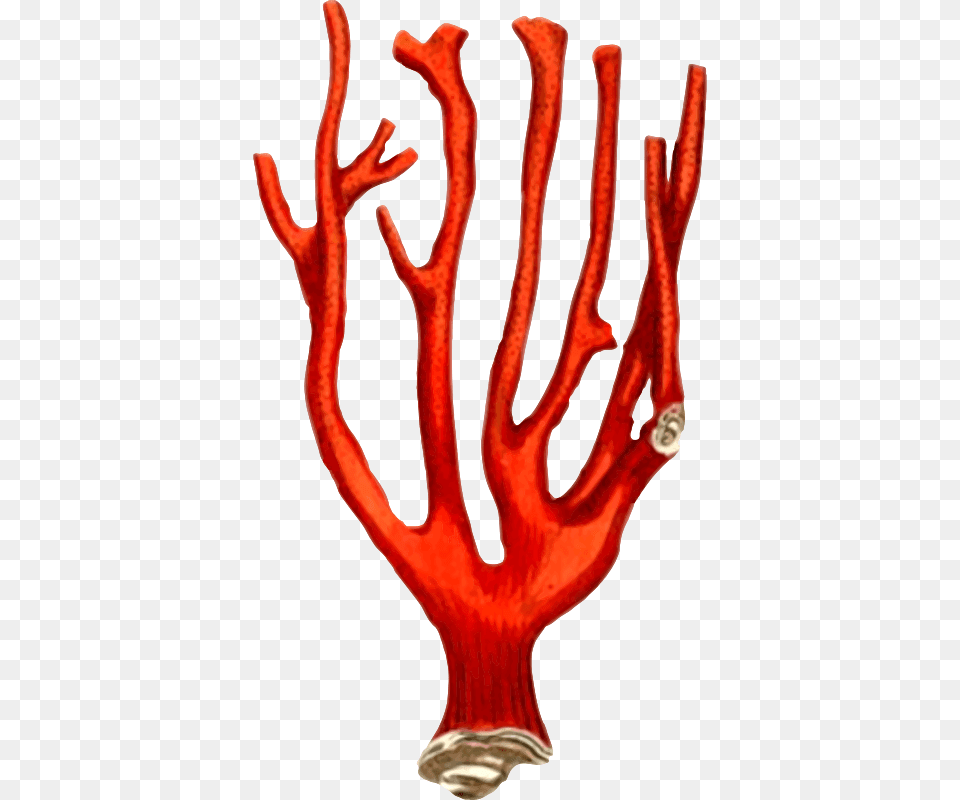 Coral Coral Reef Design, Smoke Pipe Free Transparent Png