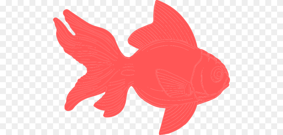 Coral Fish Clipart Clip Art, Animal, Sea Life, Goldfish, Shark Free Png