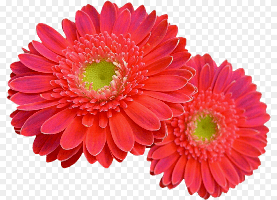 Coral Flower U0026 Clipart Ywd Pink Coral Gerbera Daisy, Dahlia, Petal, Plant Free Transparent Png