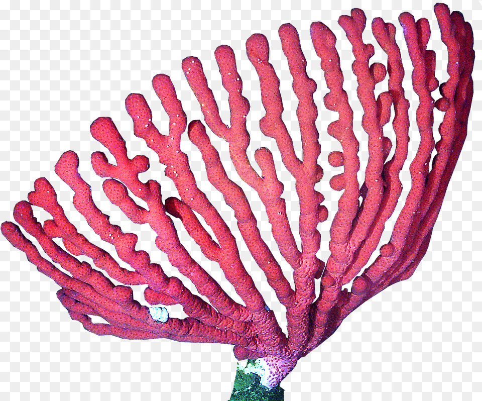 Coral For Coral, Animal, Sponge Animal, Sea Life, Sea Free Png Download
