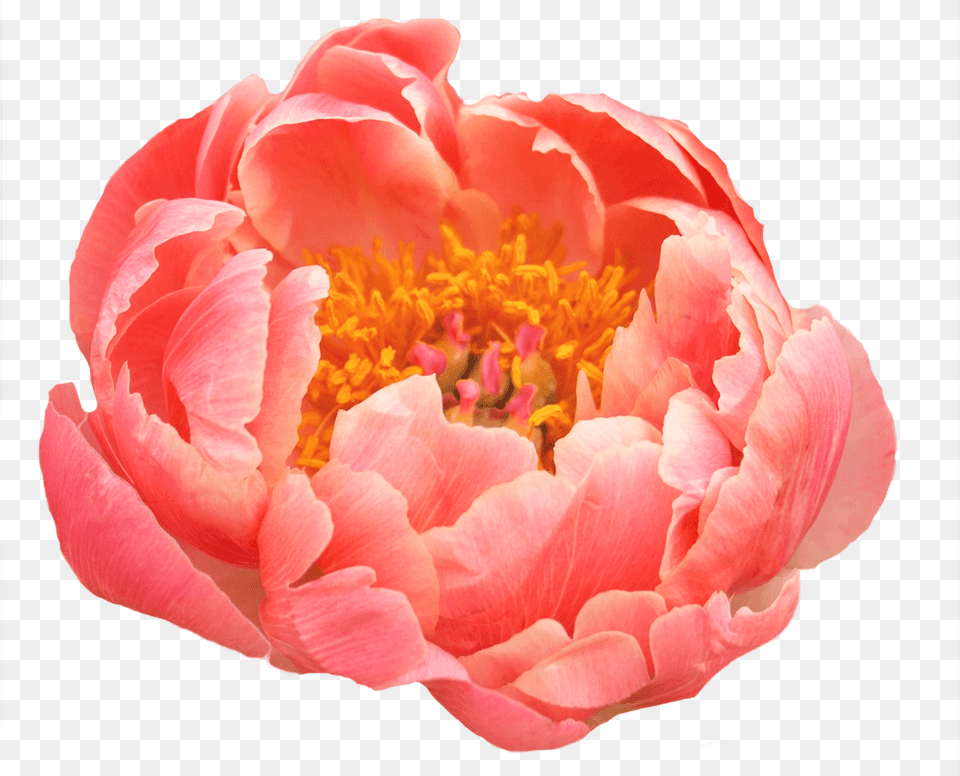 Coral Peony, Flower, Plant, Rose, Pollen Free Png Download