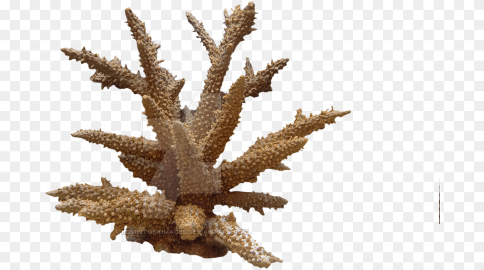 Coral Photo Coral, Plant, Sea Life, Animal, Outdoors Free Transparent Png