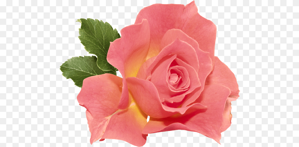 Coral Pink Flower, Plant, Rose, Petal Free Transparent Png