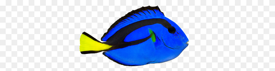 Coral Reef, Animal, Fish, Sea Life, Surgeonfish Png Image